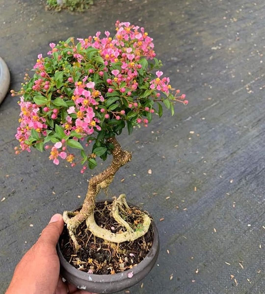 Cây hồng ngọc mai bonsai (cây sơ ri thái)